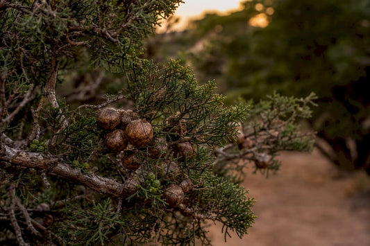 Gros plan sur des branches de cyprès et leurs cônes