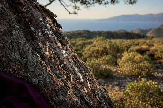 Mastic resin tears on a Mediterranean tree